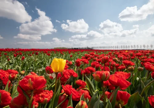 one yellow tulip among red field in sunshine