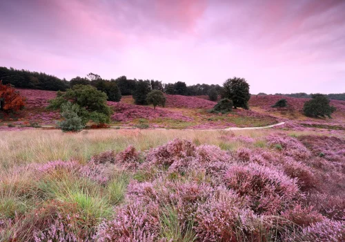 road between pink hills with flowering heather at sunset